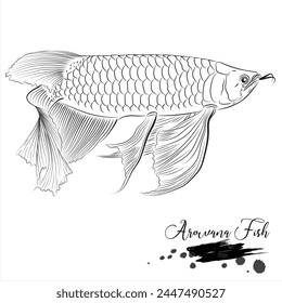 Arowana fish, freshwater fish, fish realistic sketch vector illustration 