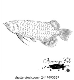 Arowana fish, freshwater fish, fish realistic sketch vector illustration 