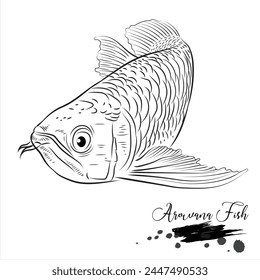 Arowana fish, freshwater fish, fish realistic sketch vector illustration 