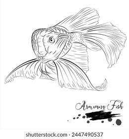 Arowana fish, freshwater fish, fish realistic sketch vector illustration 