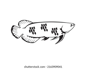 arowana fish icon vector isolated on white background