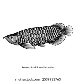 Arowana fish illustration. Arowana hand drawn illustration in vintage engraving style