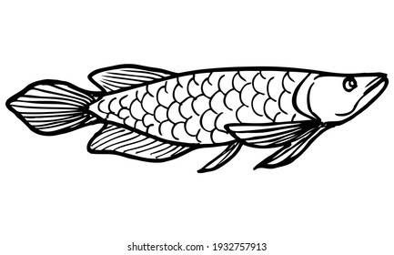 arowana fish line vector illustration, isolated on white background, animals top view