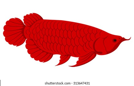 Unduh 6600 Background Aquarium Untuk Arwana Golden Red Gratis