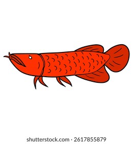 arowana illustration hand drawn isolated vector