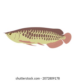 Arowana is one of the most popular freshwater pet fish. It is also known as bony-tongue fish 