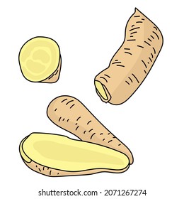 Arracaccia root vegetable, exotic vegetable with light pulp vector illustration