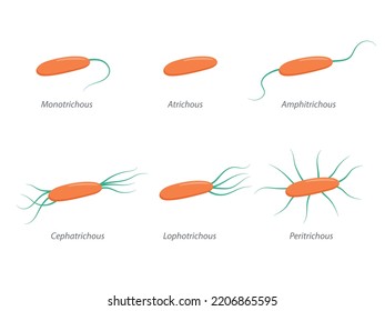 Arrangement of bacterial flagella. Various forms of flagellation with corresponding designations