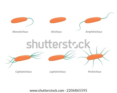 Arrangement of bacterial flagella. Various forms of flagellation with corresponding designations