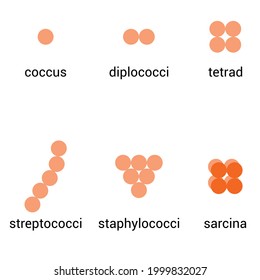 arrangement of cocci bacteria vector illustration