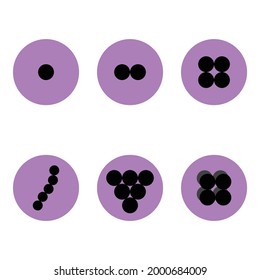 arrangement of cocci bacteria vector illustration