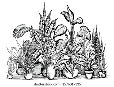 Arrangement of home plants in flowerpots. House plants concept. Black and white vector illustration.