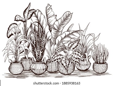 Arrangement of home plants in flowerpots. Interior house plants concept. Hand drawn vector illustration on white background.