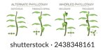 The arrangement of leaves on a stem is known as phyllotaxy, leaves can be classified as either alternate, spiral, opposite, or whorled. vector illustration. Types of leaf arrangements specification.