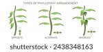 The arrangement of leaves on a stem is known as phyllotaxy, leaves can be classified as either alternate, spiral, opposite, or whorled. vector illustration. Types of leaf arrangements specification.