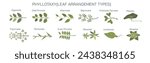 The arrangement of leaves on a stem is known as phyllotaxy, leaves can be classified as either alternate, spiral, opposite, or whorled. vector illustration. Types of leaf arrangements specification.