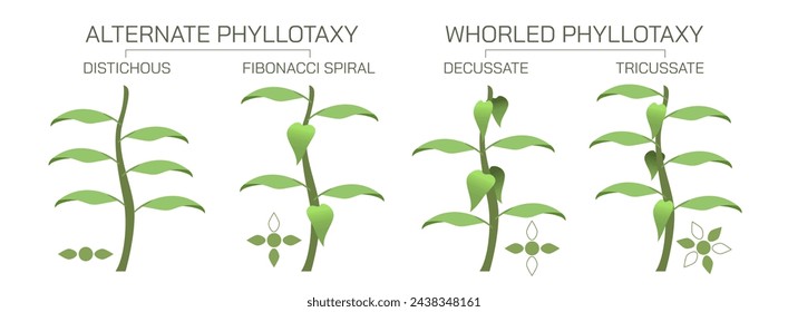The arrangement of leaves on a stem is known as phyllotaxy, leaves can be classified as either alternate, spiral, opposite, or whorled. vector illustration. Types of leaf arrangements specification. svg