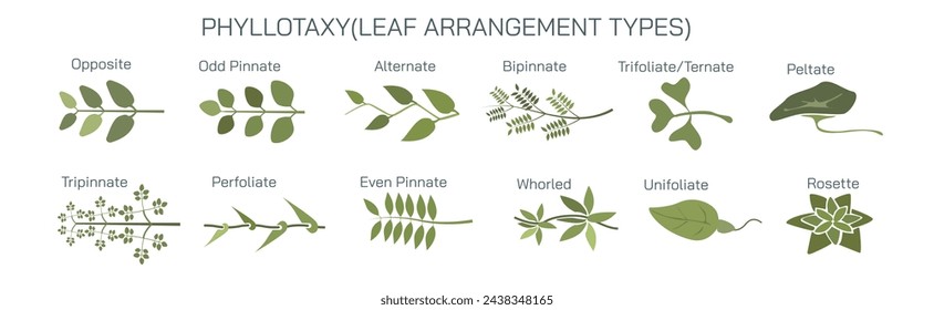 The arrangement of leaves on a stem is known as phyllotaxy, leaves can be classified as either alternate, spiral, opposite, or whorled. vector illustration. Types of leaf arrangements specification. svg