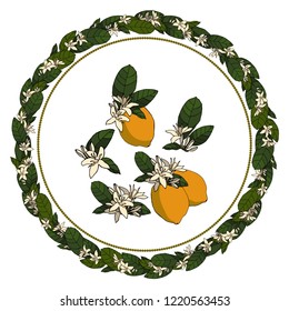 arrangement of lemon branches and flowers in a frame vector