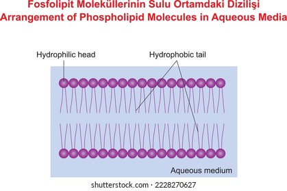 Anordnung von Phospholipid-Molekülen in aquatischen Medien