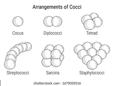 Arrangements Cocci Vector Illustration Cucus Diplococci Stock Vector ...