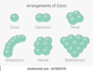 3,801 Cocci Images, Stock Photos & Vectors | Shutterstock