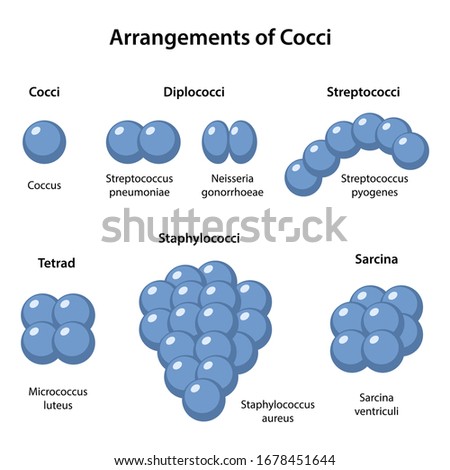 Arrangements of Coccus Bacteria. Coccus morphology. Microbiology. Spherical shapes: monococcus, diplococcus, streptococcus, tetracoccus, sarcina, staphylococcus. Vector illustration in flat style Stock photo © 