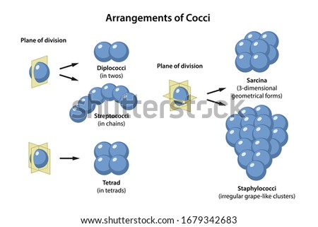 Arrangements of Coccus Bacteria in plane of division. Microbiology. Coccus morphology: monococcus, diplococcus, streptococcus, tetracoccus, sarcina, staphylococcus. Vector illustration  Stock photo © 