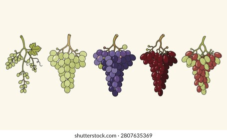 Array of five different grape bunches ranging from light green to dark purple illustrating various fruit varieties.