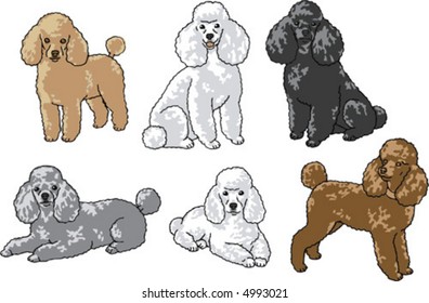 An array of poodle poses.