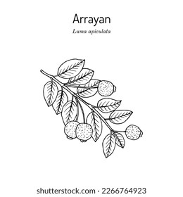 Arrayan or Chilean myrtle (Luma apiculata), edible and medicinal plant. Hand drawn botanical vector illustration