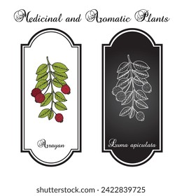 Arrayan or Chilean myrtle (Luma apiculata), edible and medicinal plant. Hand drawn botanical vector illustration
