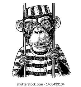 Arrested Monkey dressed in prisoner's robe holds the bars. Born to be free handwriting lettering. Vintage black engraving illustration
