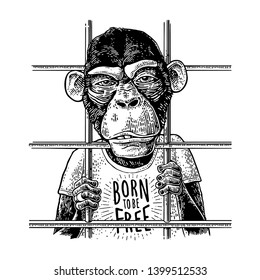 Arrested Monkey dressed in t-shirt. Born to be free handwriting lettering. Vintage black engraving illustration for poster.