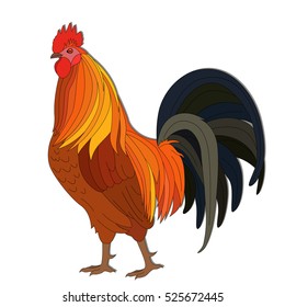 Arrogant Red Rooster with dark tail, vector illustrations isolated on the white background