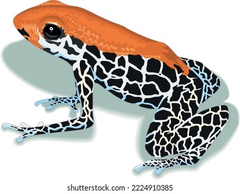 Arrow Poison Frog Vector Illustration