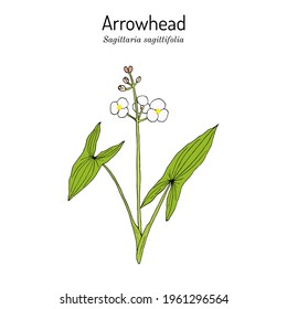 Arrowhead (Sagittaria sagittifolia), medicinal plant. Hand drawn botanical vector illustration
