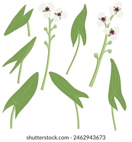 Pfeilspitze, Sagittaria sagittifolia, Vektorgrafik Elemente, die Wildpflanzen auf weißem Hintergrund zeichnet, Blumenset, handgezeichnete botanische Illustration