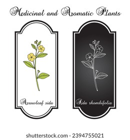 Arrowleaf sida (Sida rhombifolia), medicinal plant. Hand drawn botanical vector illustration