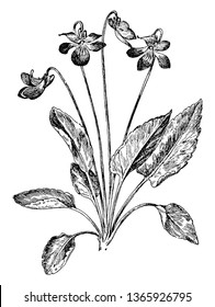 Arrow-Leaved Violet also known as Viola sagittata in the family Violaceae. The leaves are relatively smooth and hairy and are arrowhead in shape. The Flowers are half white with dark purple in color,