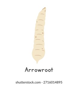 Arrowroot Vector Illustration. Arrowroot Cartoon Clipart, Vegetable in Flat Style. Also called West Indian Arrowroot, Bermuda Arrowroot, Araru, or Maranta arundinacea. Root Vegetable Concept