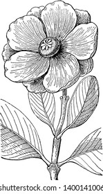 Arrudea is an evergreen shrub. The some stems are tall and slender, vintage line drawing or engraving illustration.