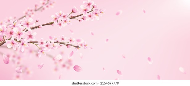 Art background with wild cherry flowers and petals in pink colors. Botanical banner with sakura branch for print design, packaging, decor, wallpaper.