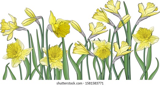 Art bouquet of yellow narcissus with green leaves. Boulevard. Photorealistic vector illustration. Daffodil flower or jonquils isolated on white background cutout. Spring flowers. Sketch, doodle