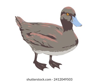Art Deco or WPA poster of a blue billed duck or Oxyura australis viewed from side on isolated white background done in works project administration style.