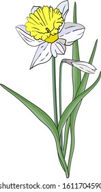 Art doodle Bouquet of yellow or white narcissus with green leaves. Posters, textile etc. Cartoon narcissus vector illustration. Daffodil flower or narcissus isolated on white background cutout. 