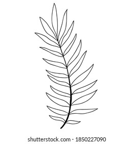 Art foliage natural leaves herbs in line style