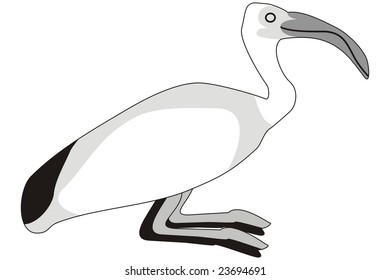 art illustration of a bird named sacred ibis, threskiornis aethiopica, the god of time and universe in the egyptian mythology