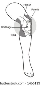 art illustration of leg with a highlight for the kneecap (patella)