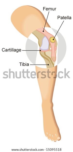 Art Illustration Leg Highlight Kneecap Patella Stock Vector (Royalty ...